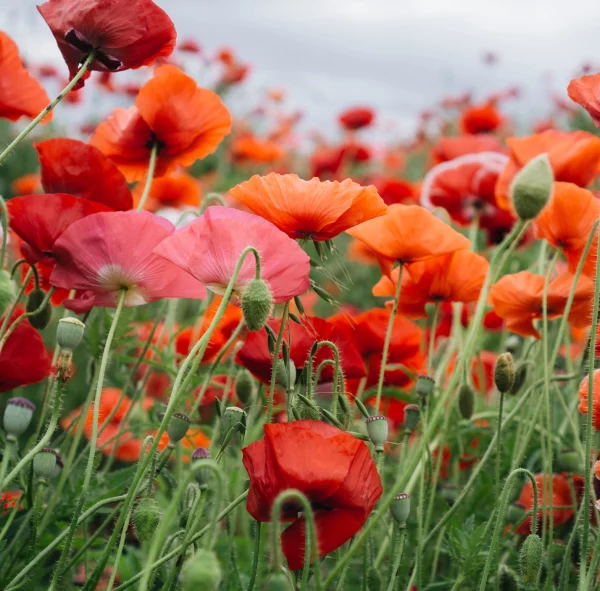 Sachet de graines de coquelicots - Graines de bonheur – Image 3